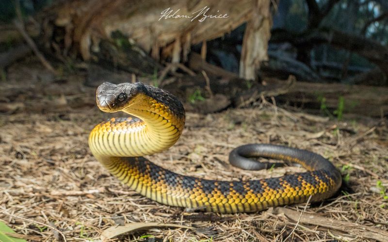 Tiger Snake