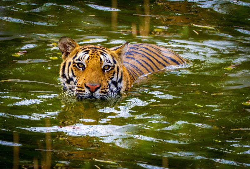 Tigers' Love for Water