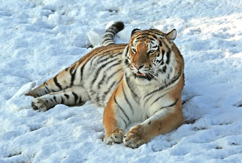 Tigers Are Solitary Creatures