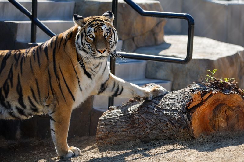 Tigers in Zoos and Sanctuaries