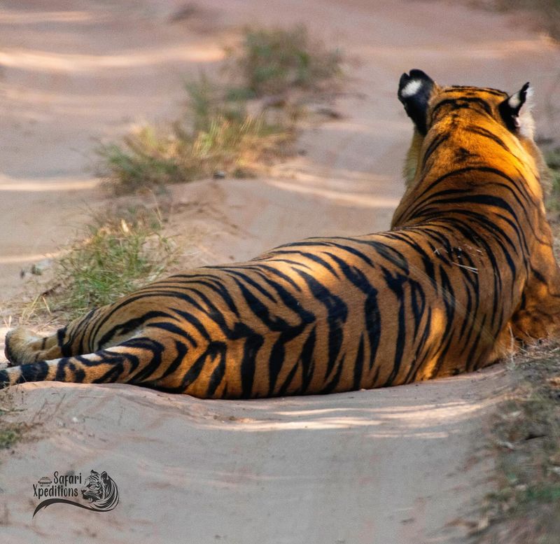 Tigers' Striking Stripes