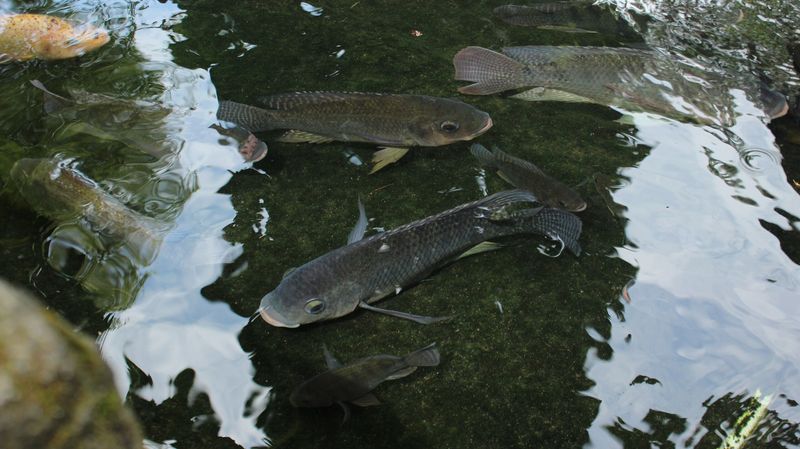 Tilapia