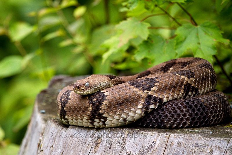 Timber Rattlesnake