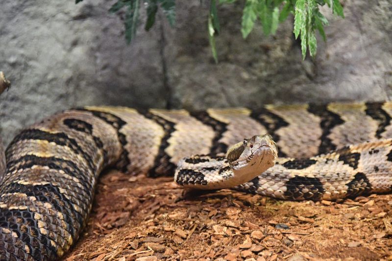 Timber Rattlesnake