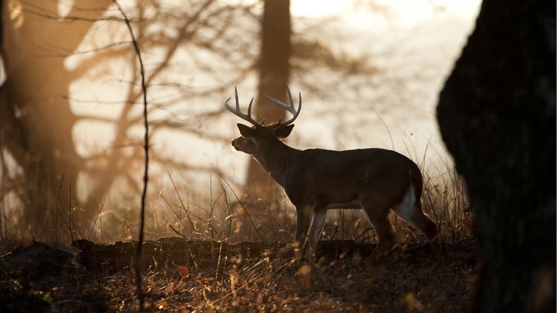 Timing Your Hunts