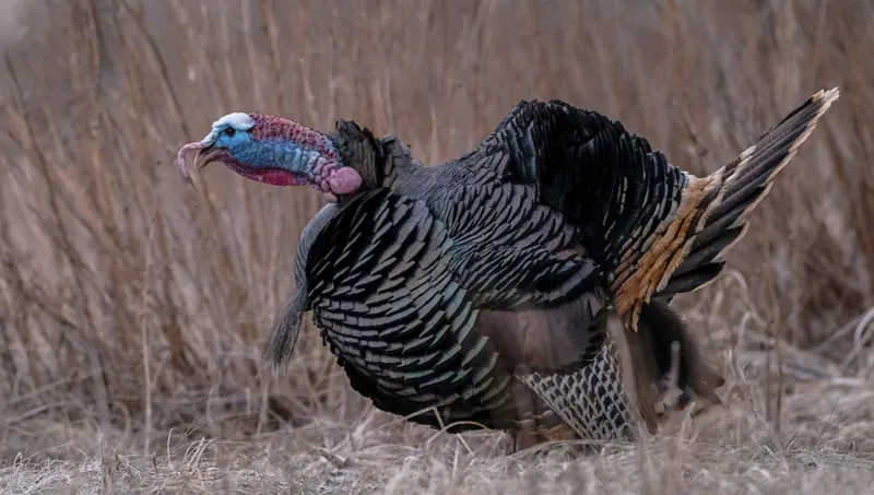 Timing of Gobbling