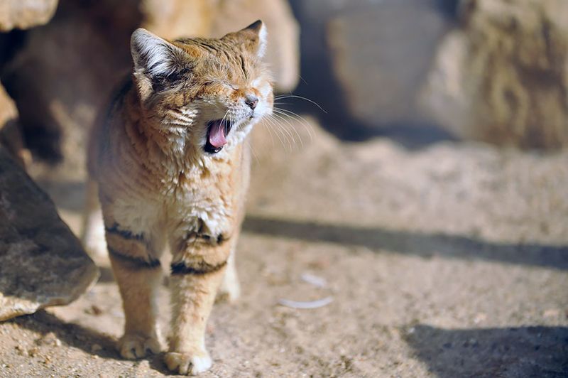 Tiny Meows