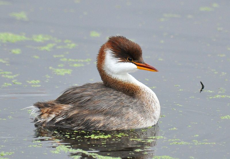 Titicaca Grebe