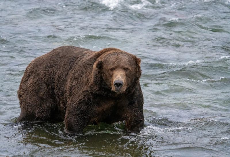 Togiak Bear - The Salmon Raider