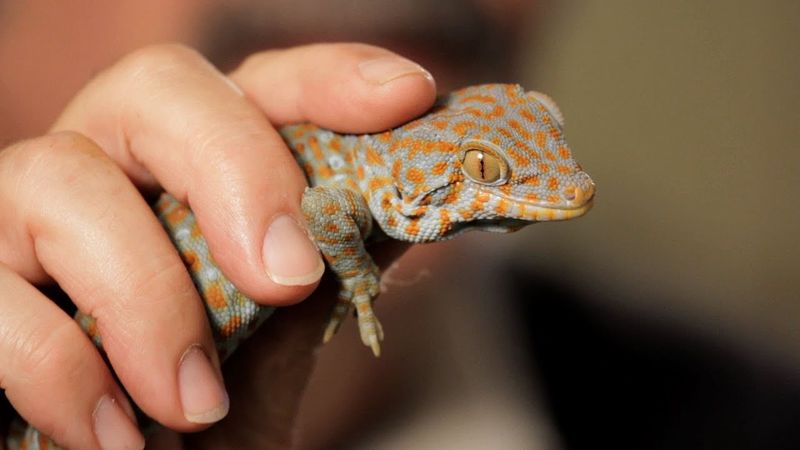 Tokay Gecko