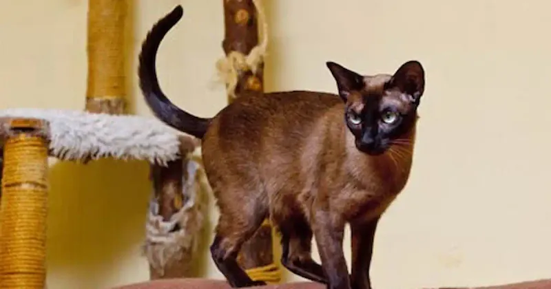 Tonkinese