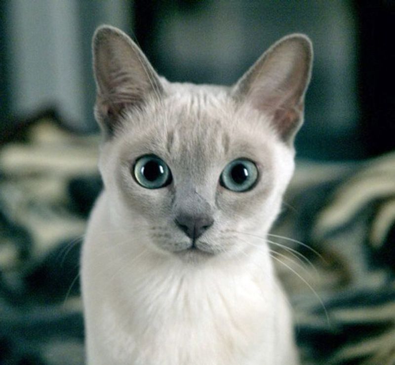 Tonkinese