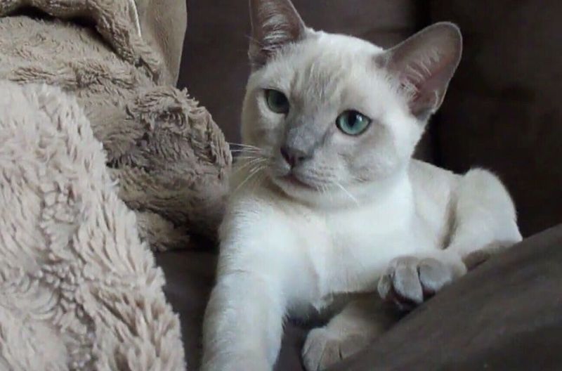 Tonkinese