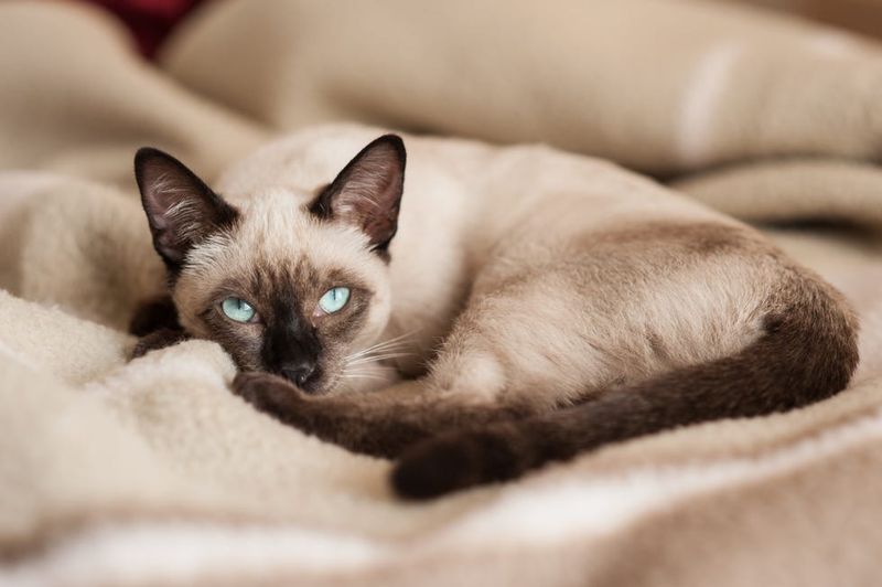 Tonkinese