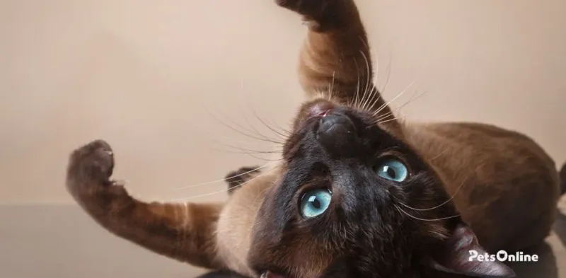 Tonkinese