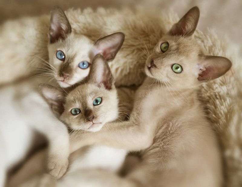Tonkinese
