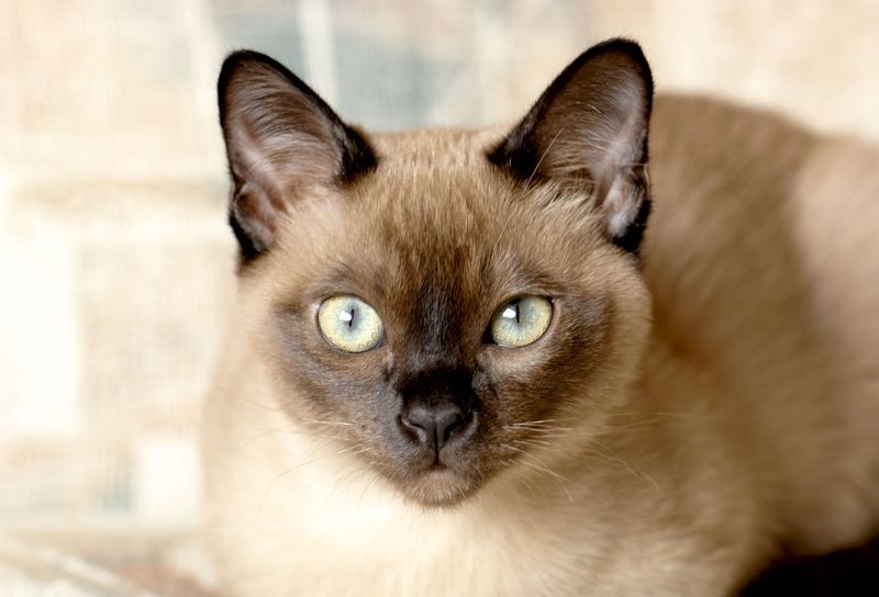 Tonkinese