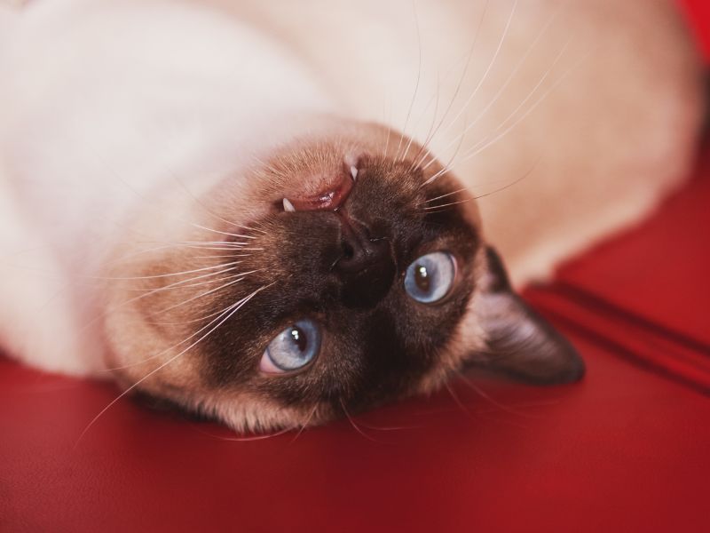 Tonkinese