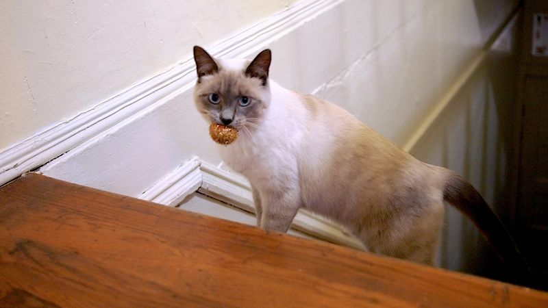 Tonkinese