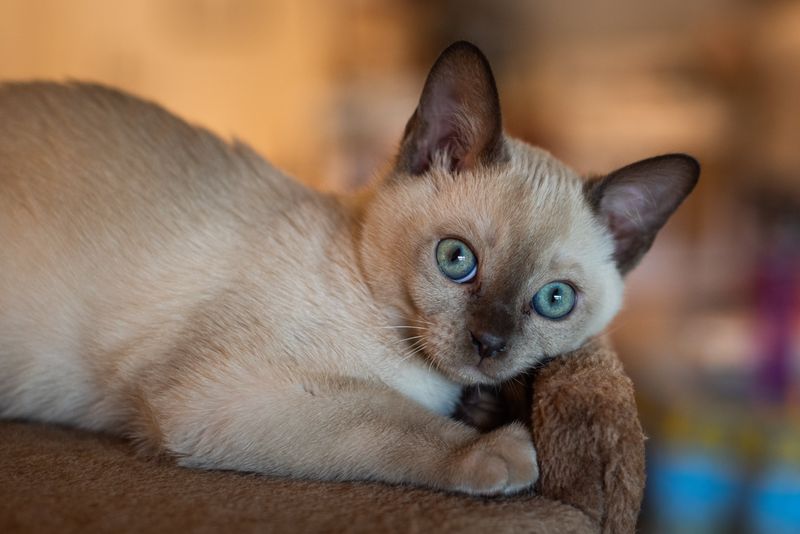 Tonkinese