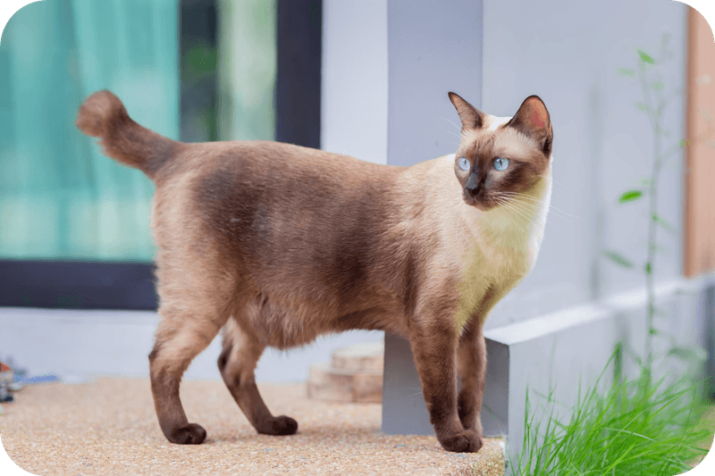 Tonkinese