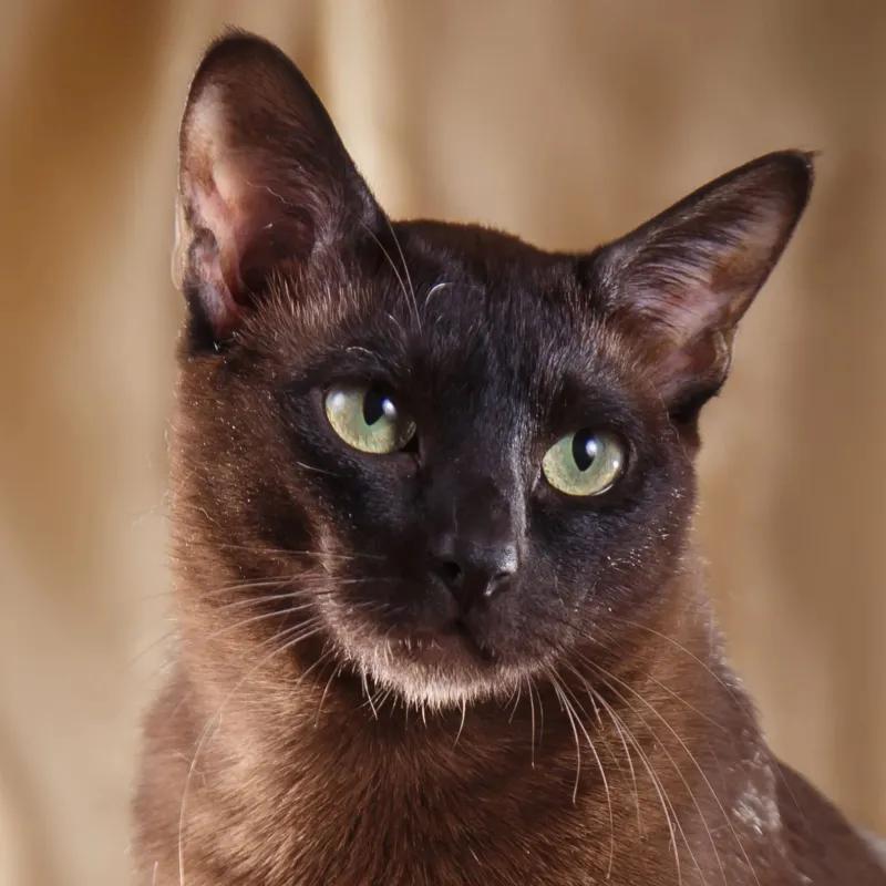 Tonkinese