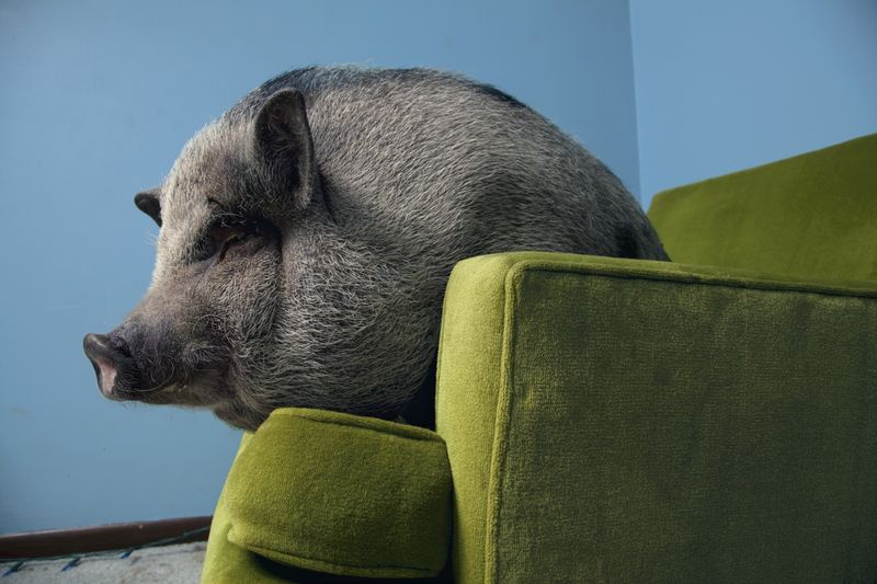 Tool Use in Pigs