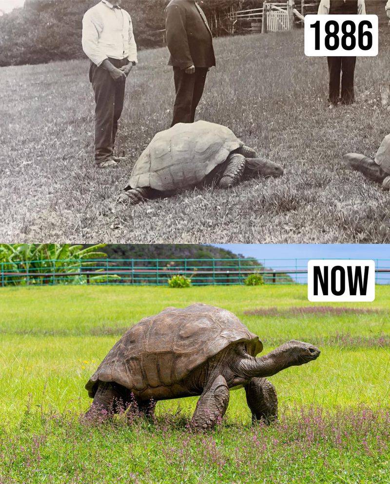 Tortoise