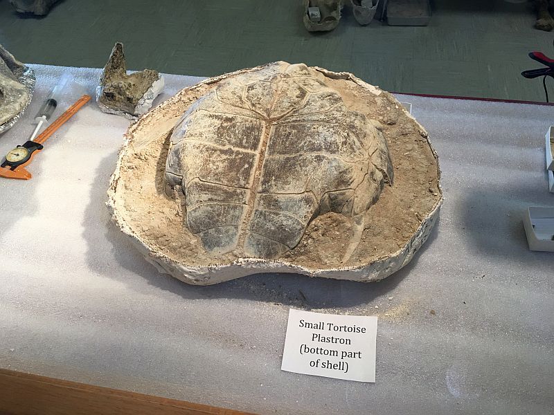 Tortoise Fossil
