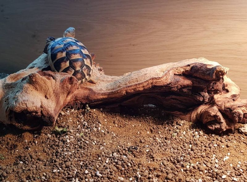 Tortoise