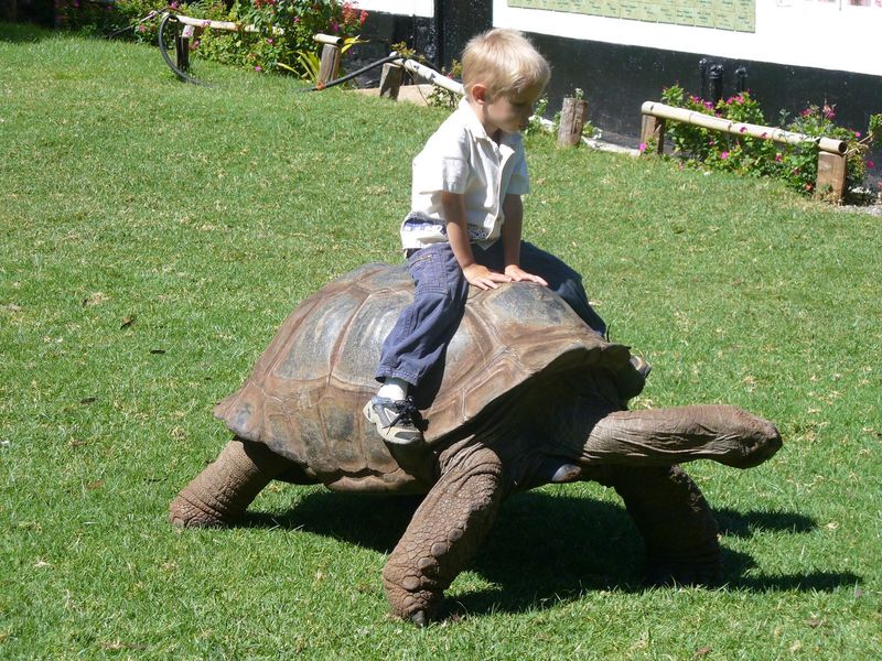 Tortoises