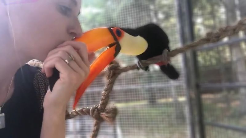 Toucan