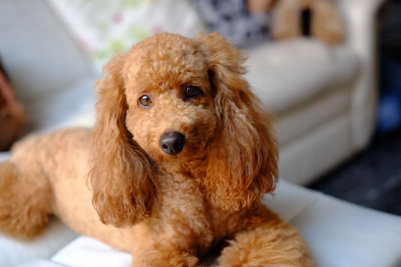 Toy Poodle