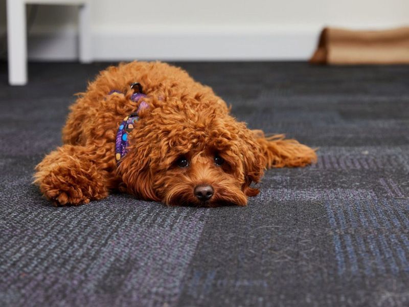 Toy Poodle