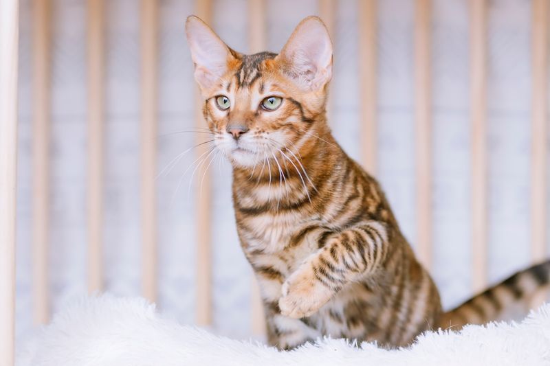 Toyger