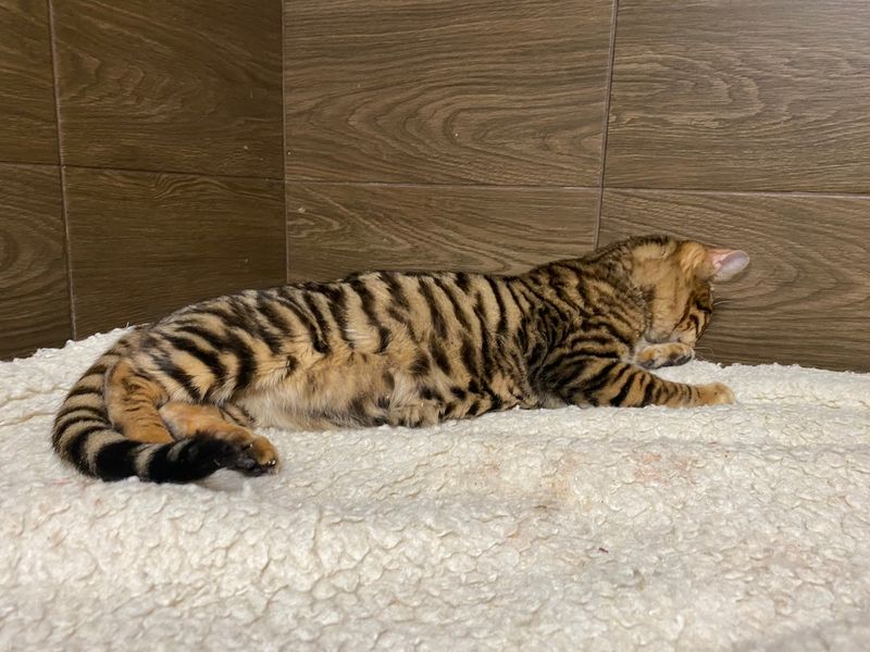 Toyger Titan