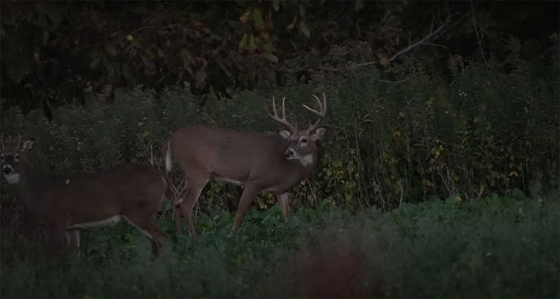 Trail Avoidance
