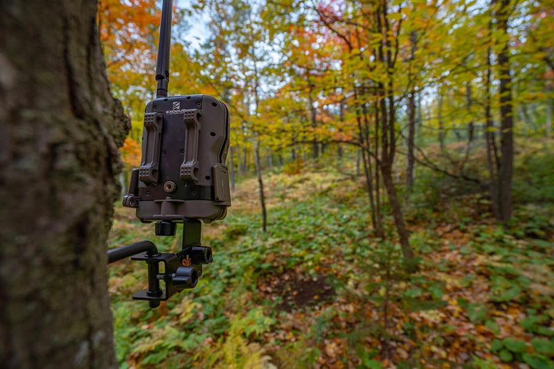 Trail Cameras for Scouting