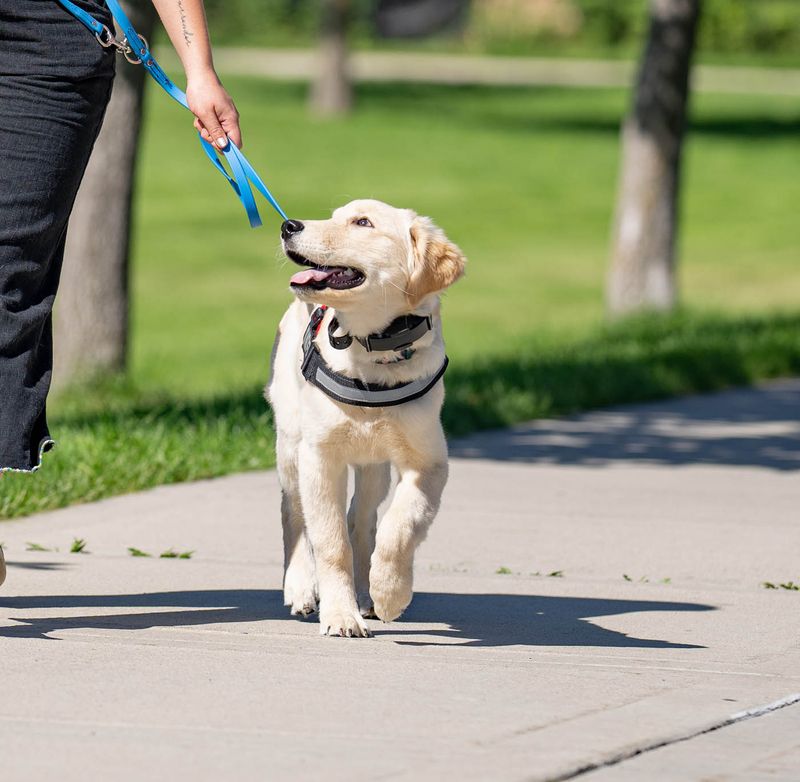 Train for Leash Manners