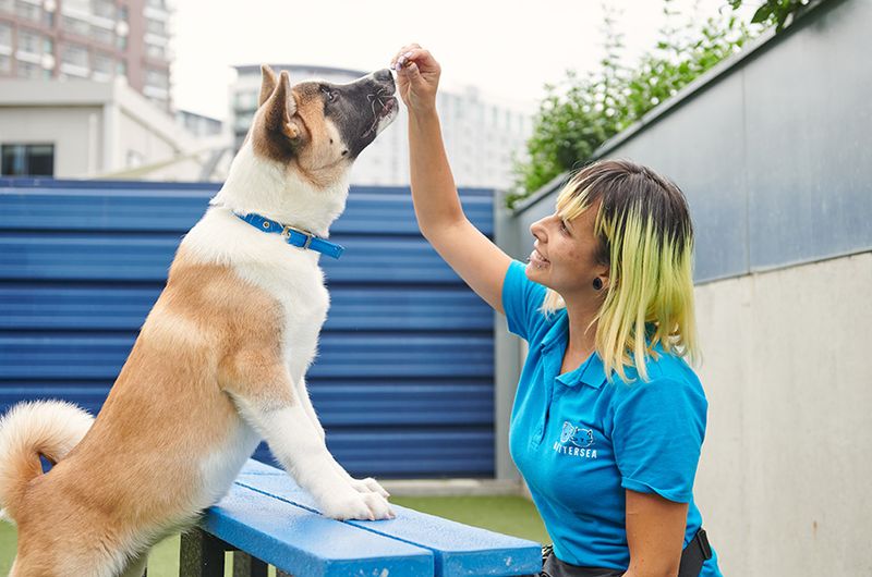 Training: Foundation for Obedience