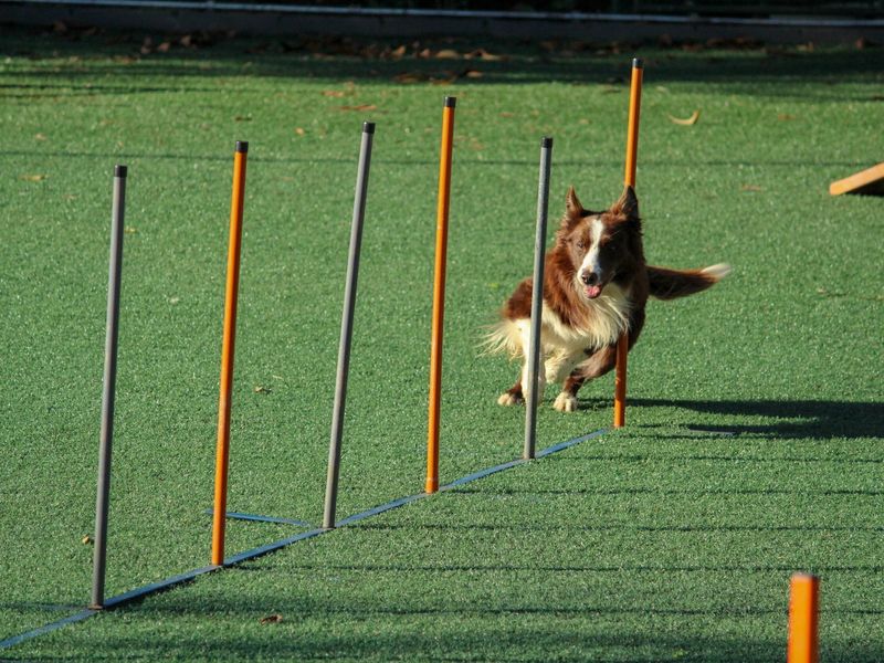 Training Sessions
