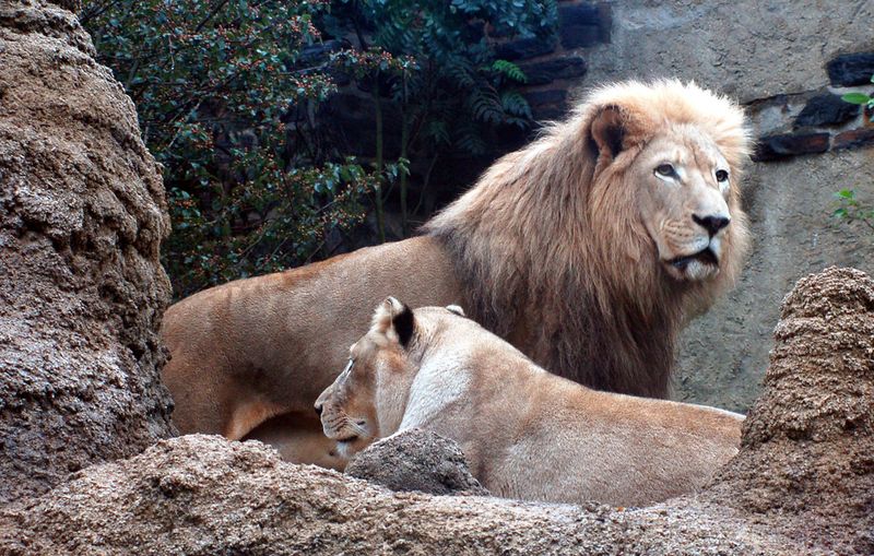 Transvaal Lion