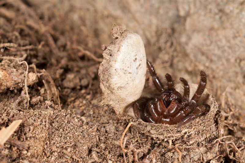 Trapdoor Spider