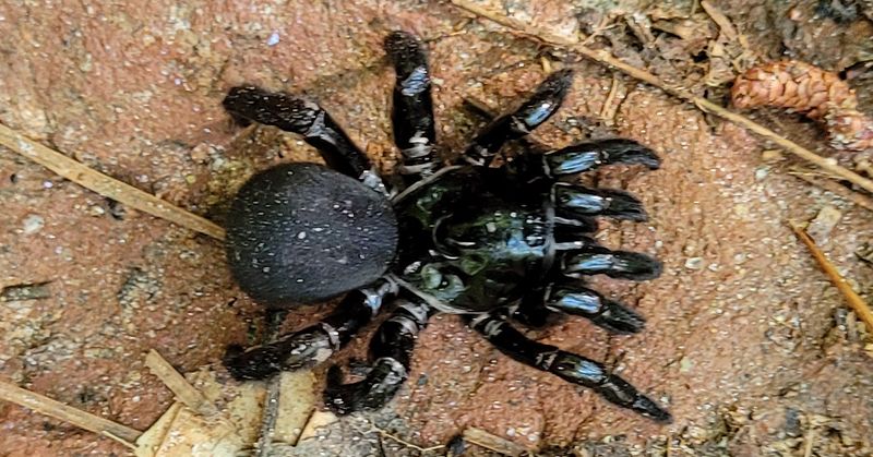 Trapdoor Spider