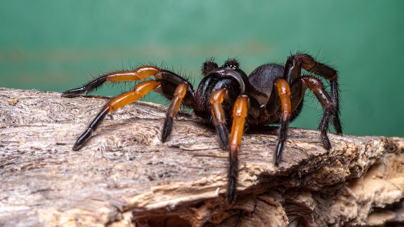 Trapdoor Spider