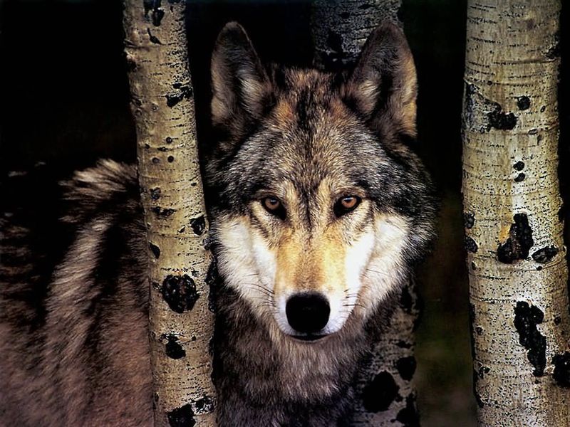 Trapping Wolves with Poison