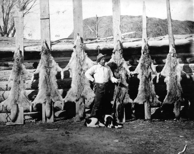 Trapping Wolves with Poison
