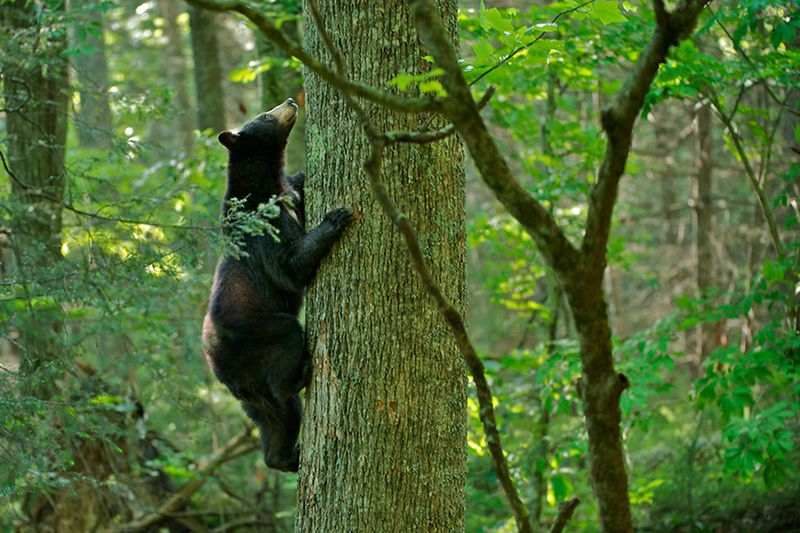 Tree Climbing Bears