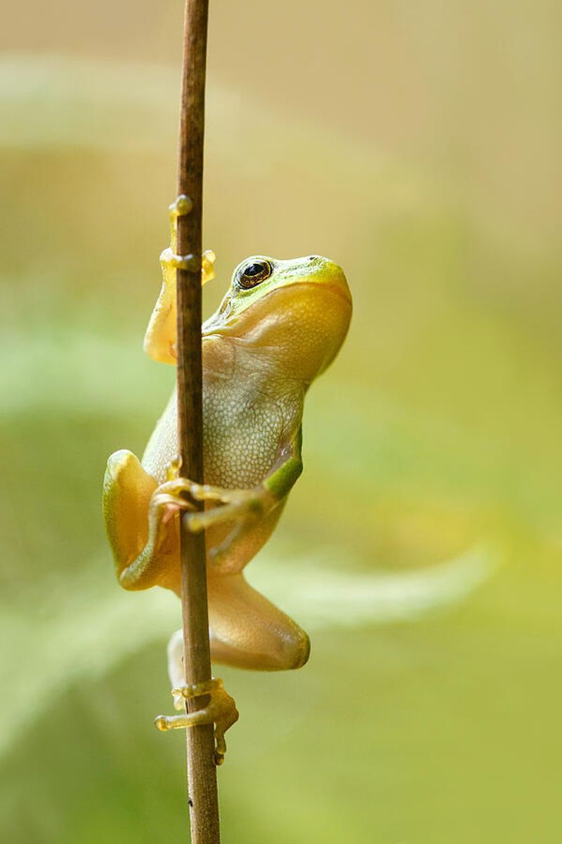 Tree Frog