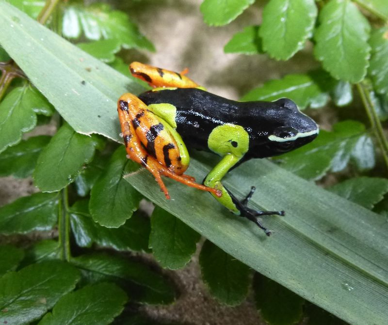 Tree Frog